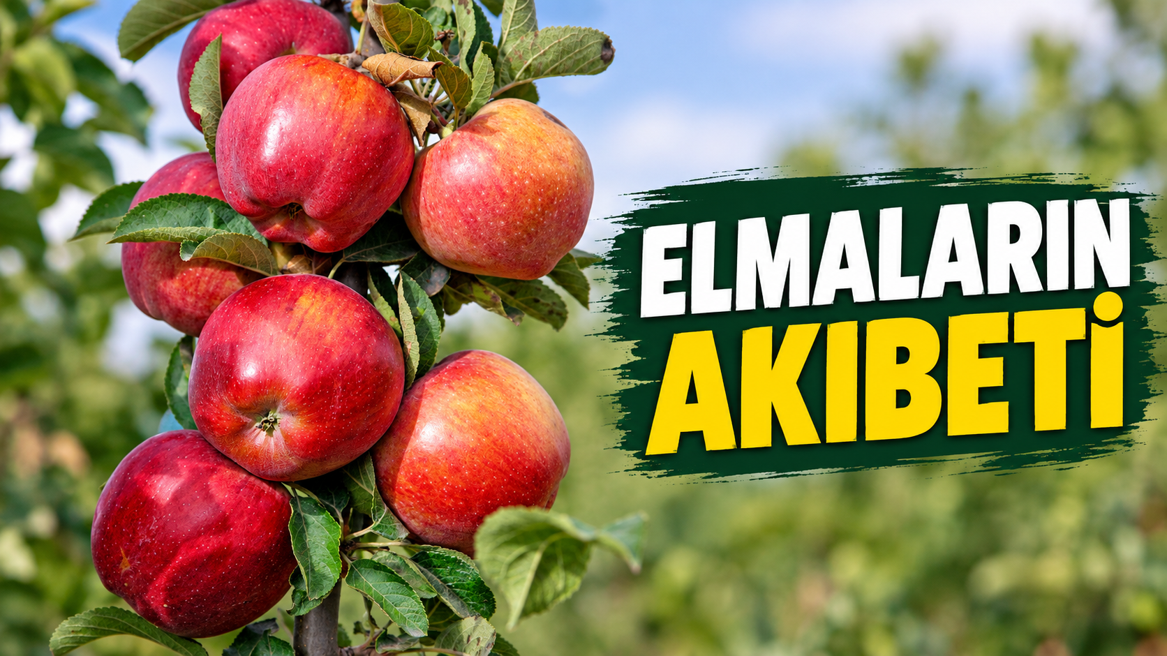 Yahyalı Elması israf mı ediliyor? Resmi açıklama yapıldı